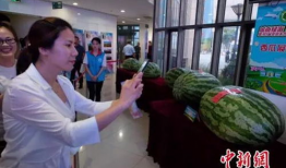 临县吃瓜事件最新爆料新闻,最新爆料揭露惊人内幕